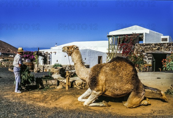 2016, Raimund Franken, Model Release:Not, Property Release: Not Tiagua, Lanzarote, Farm Museum El