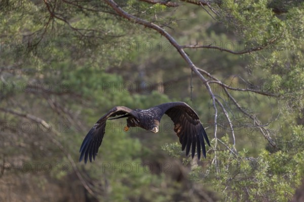 One white-tailed eagle (Haliaeetus albicilla) flying off of a pine tree standing in dry grass on