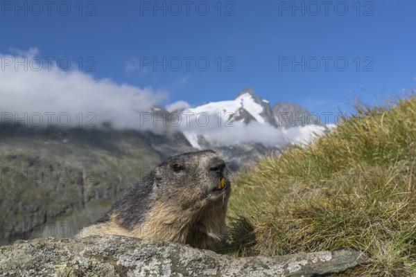 One adult Alpine Marmot, Marmota marmota, resting on a rock. Frontal view portrait. Blue sky with