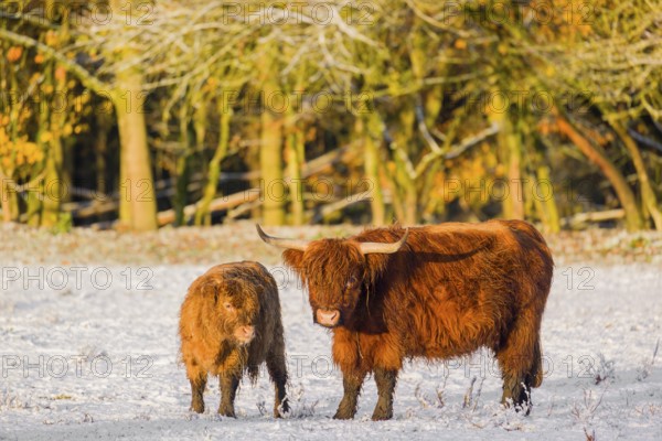 A highland cow (Bos primigenius taurus) and her calf stand at the edge of a forest on a