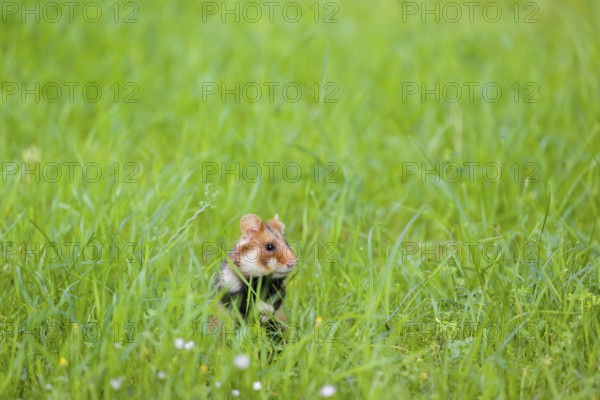 A European hamster (Cricetus cricetus), Eurasian hamster, black-bellied hamster or common hamster,