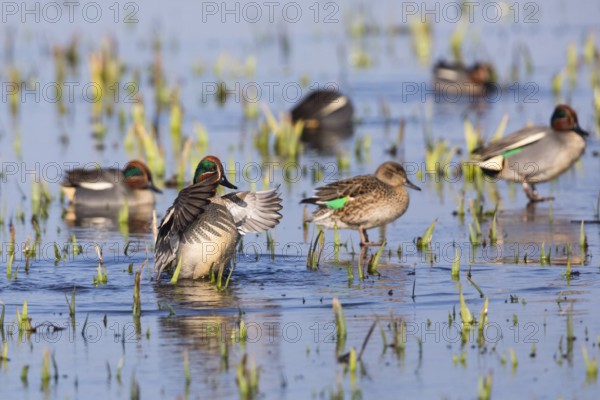 Eurasian Teal (Anas crecca), a group of male ducks and one female duck, resting on a frozen lake in