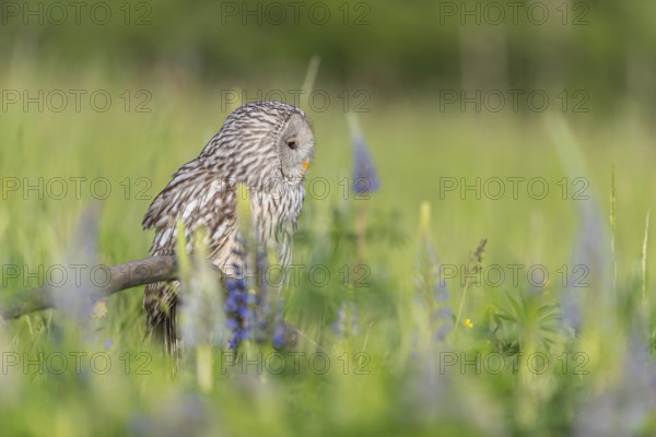 One Ural owl (Strix uralensis) sitting on a branch lying in a field of flowering lupines in late