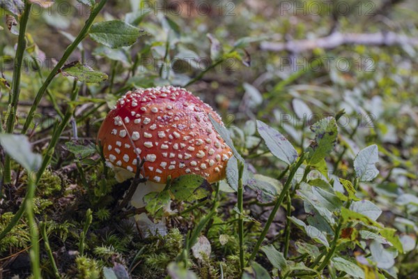 One fly agaric or fly amanita (Amanita muscaria), standing in the Seebach valley, Mallnitz,
