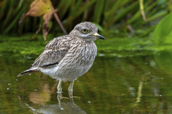 Eurasian stone-curlew, Eurasian thick-knee (Burhinus oedicnemus) foraging in shallow water of pond