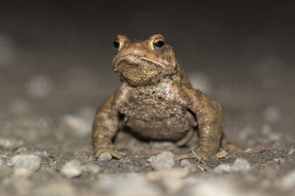 Common toad (Bufo bufo), single male, on the way to spawning waters, evening, toad migration,
