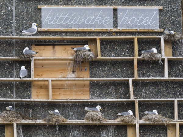 Black-legged kittiwake (Rissa tridactyla), breeding birds using wooden nesting construction,