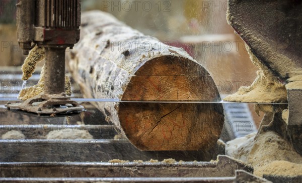 Solingen, North Rhine-Westphalia, Germany - Spruce logs, here spruce wood infested by bark beetles,