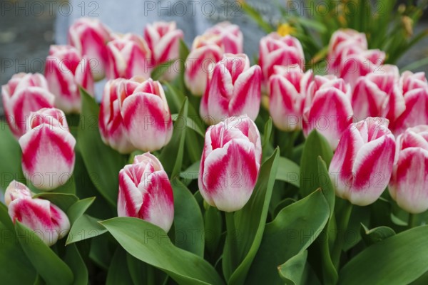 Gönningen tulip blossom, tulips (Tulipa), flowers, white, red, two-coloured blossoms, spring