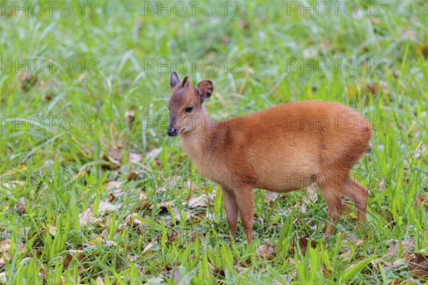 A young red forest duiker, Natal duiker or Natal red duiker (Cephalophus natalensis) grazes on a