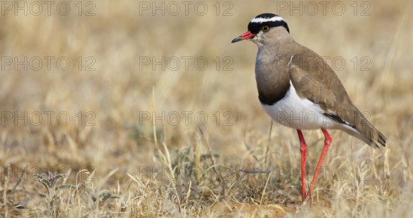 Crowned Lapwing, (Vanellus coronatu), Wakkerstrom surroundings, Wakkerstrom, Mpumalanga, South