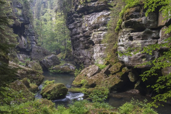 Flowing water with ferns and rocks in the Wild Gorge, river Kamnitz, Hrensko, Ustecky kraj, Czech