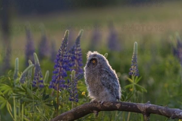 One young long-eared owl (Asio otus), sitting on a branch that is lying in a field of flowering