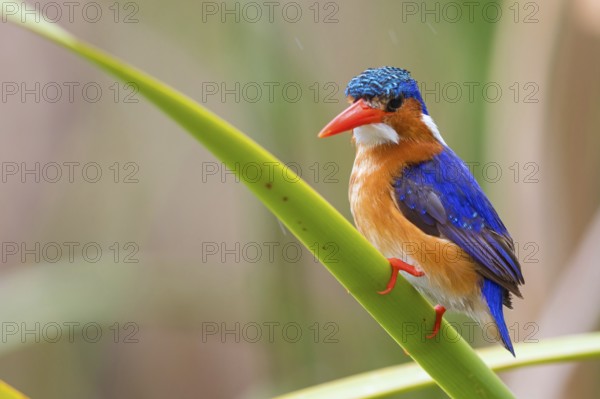 Crested Kingfisher, Corythohrnis cristatus, (Alcedo cristata), Kingfisher family, Malachite
