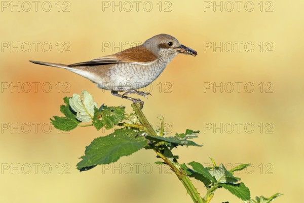 Red-backed shrike (Lanius collurio), female with prey, Hockenheim, Baden-Württemberg, Germany,
