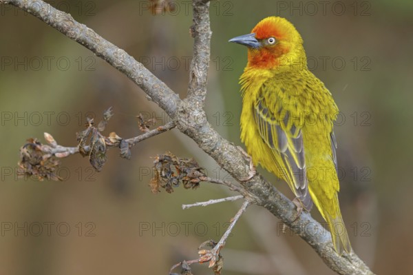 Cape weaver (Ploceus capensis), West Coast National Park, Langebaan, Western Cape, South Africa,
