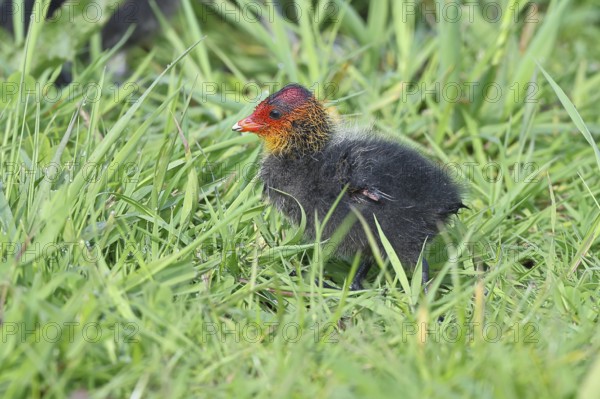 Eurasian Coot, Coot Rail, (Fulica atra), chick in the shore vegetation, Dümmer, Lake Dümmer,