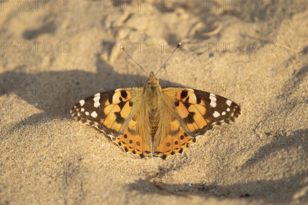 Painted lady butterfly (Vanessa cardui) adult insect resting on a sandy beach in summer, England,