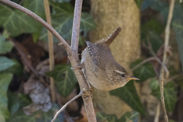 A wren (Troglodytes troglodytes) climbing on a branch, embedded in green foliage, Hesse, Germany,
