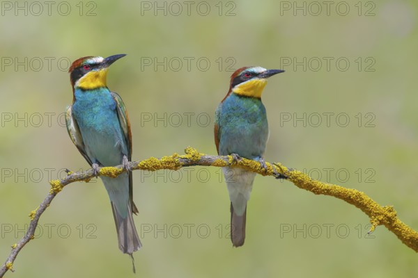 Bee-eater (Merops apiaster) pair sitting on a branch, wildlife, courtship display, Lake Neusiedl