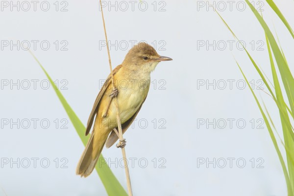 Great Reed Warbler (Acrocephalus arundinaceus), male on thin reed stem, light background, wildlife,