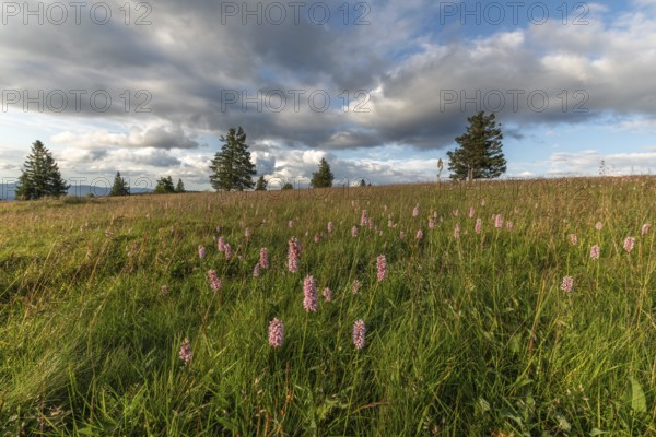 Common Bistorte (Bistorta officinalis) in a high altitude meadow. champ du feu, bas rhin, alsace,