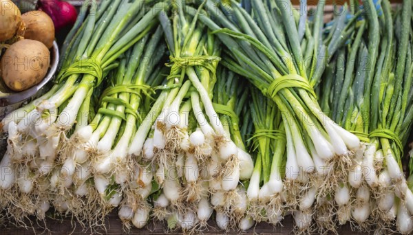 Vegetable, spring onion or spring onion, also known as winter onion, Allium fistulosum, in a bunch