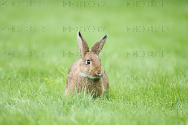 Domesticated rabbit (Oryctolagus cuniculus domesticus) on a meadow, Franconia, Bavaria, Germany,