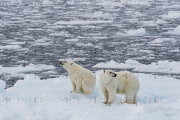 Polar bears (Ursus maritimus) on the pack ice at 82 degrees north on an ice floe, mother with cubs,