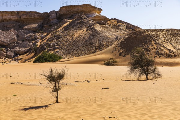 Striking rocks surrounded by windswept sand structures, sparse vegetation, Huqf stone desert,