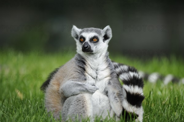 Lemur sitting relaxed in the grass, with an attentive gaze and curled tail, lemur (Lemur catta),