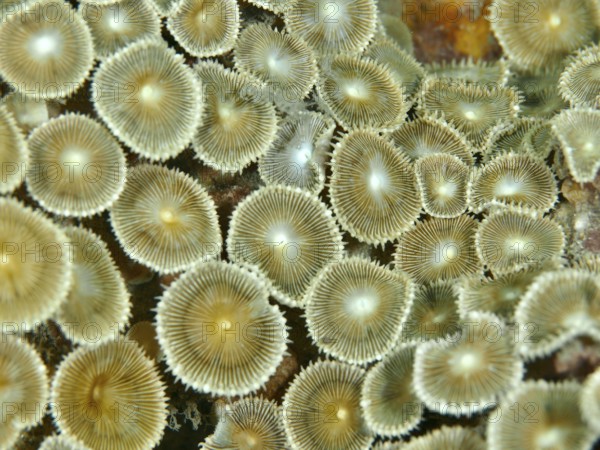 Close-up of crust anemone (Palythoa vestitus) showing a fascinating textured surface, dive site