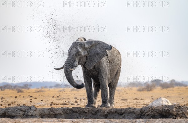 African elephant (Loxodonta africana), bathing at a waterhole, spraying water from its trunk, Nxai