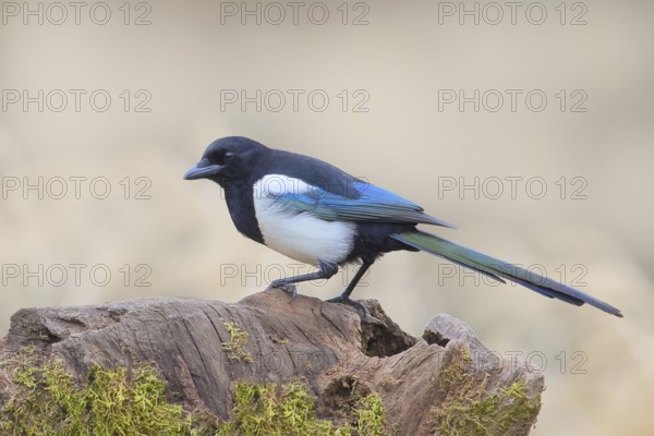 Magpie, (Pica pica) sitting on a tree stump, with contrasting blue, black and white feathers,