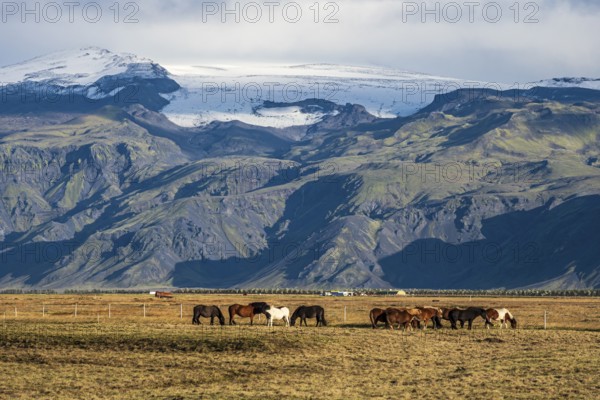 Icelandic horses grazing, Fljotsdalur valley, meadows below Eyjafjallajökull glacier, Iceland,