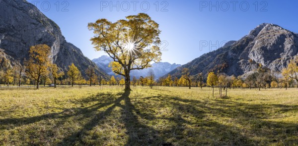 Sycamore maple with autumnal yellow foliage and Solaster endeca, large maple base in autumn, rocky