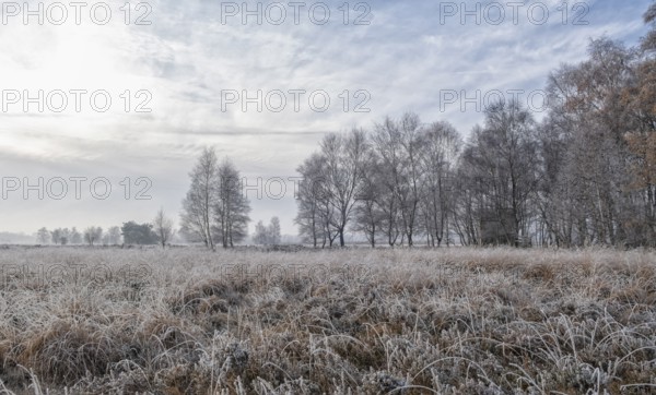 Zwillbrocker Venn in winter with hoarfrost, nature reserve, Zwillbrock, Vreden, Münsterland, North
