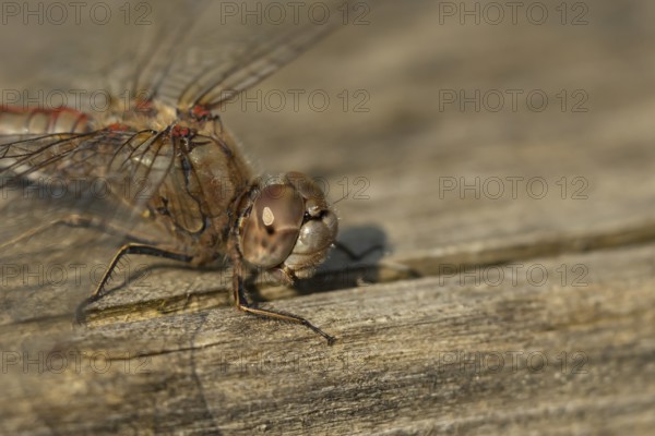 Common darter dragonfly (Sympetrum striolatum) adult insect on a log in the summer, England, United