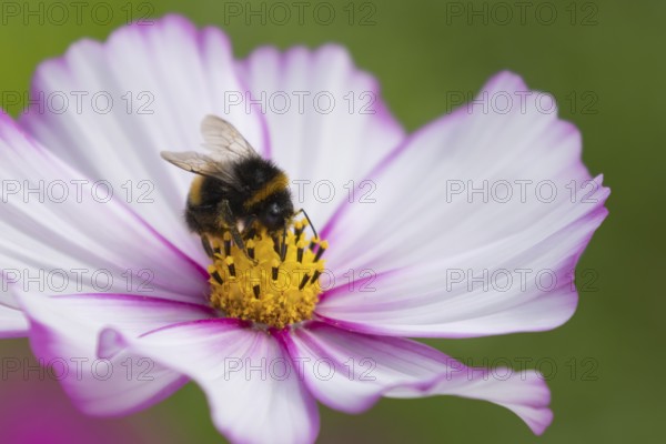 Buff tailed bumblebee (Bombus terrestris) adult bee on a garden Cosmos flower, England, United