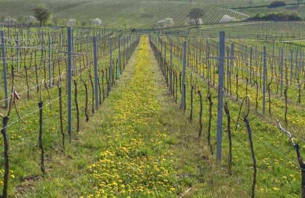 Spring vineyard with flowering dandelions and green hills in the background, Southern Palatinate,