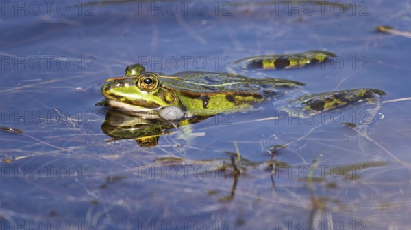Edible Frog (Rana esculenta) Hybrid of the lake frog and the Pool frog, croaking, sonic bubble,