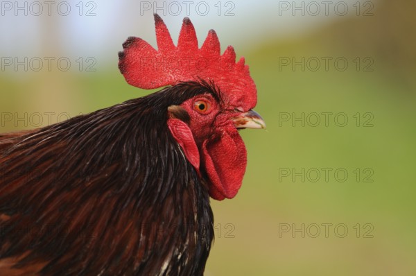 Lateral close-up of a colourful cockerel with red comb, domestic fowl (Gallus gallus domesticus),