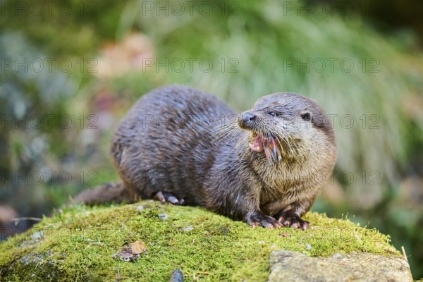 Eurasian otter (Lutra lutra) eating a fish on a rock in the bavarian forest, Bavaria, Germany,
