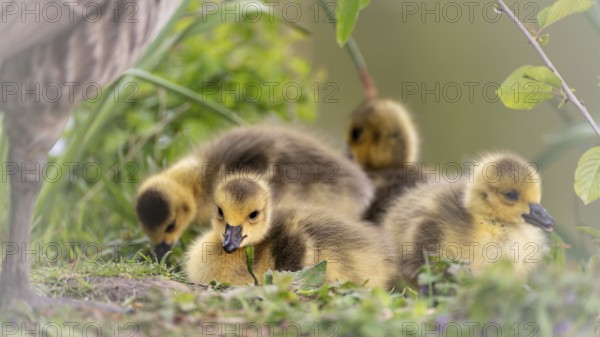 Canada goose chicks (Branta canadensis) four lying in grass and other undergrowth, background
