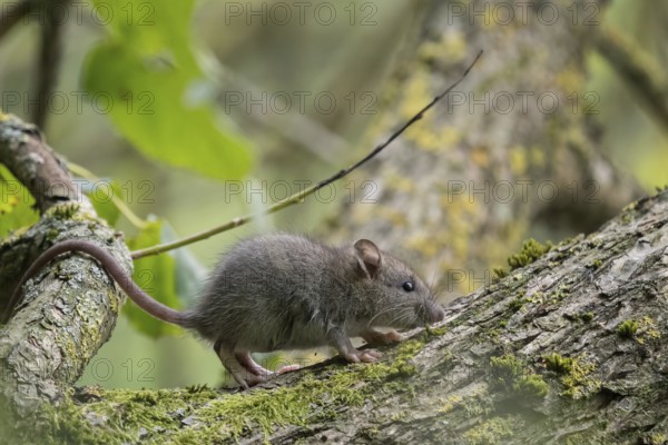 A juvenile Norway rat (Rattus norvegicus) walks on a moss-covered branch in the forest. Background