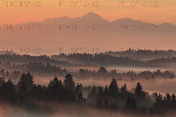 Morning fog over trees, mountains, near Bad Kohlgrub, Bavarian Alps behind, Bavaria, Germany,