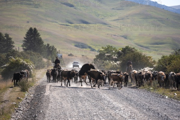 Shepherds driving a herd of cows on a road, gravel track, Tian Shan, Sky Mountains, Kyrgyzstan,