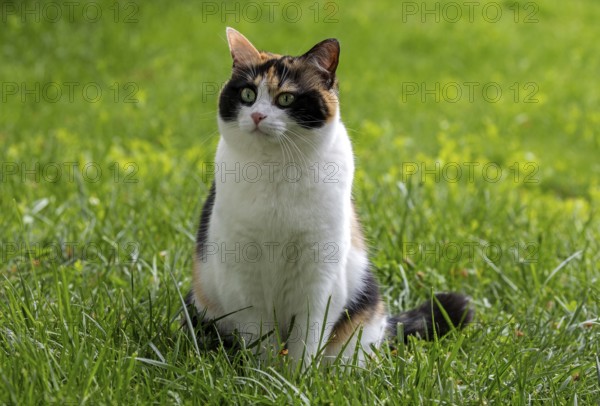 Cat, European Shorthair, felidae (Felis catus), tricoloured, sitting in the grass,