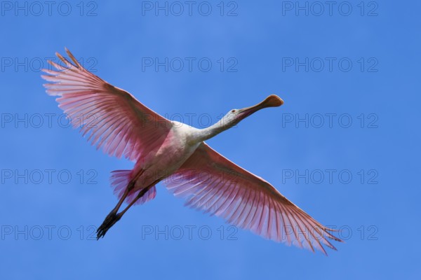 Roseate spoonbill (Ajaja ajaja), flying in the clear blue sky, Black Point Wildlife Drive,