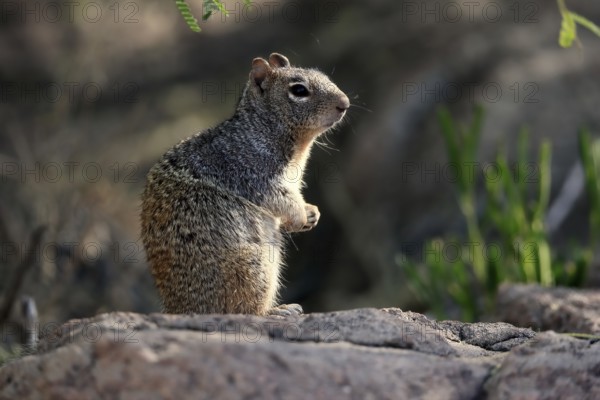 Rock gopher, (Otospermophilus variegatus), adult, on rocks, vigilant, Sonoran Desert, Arizona,
